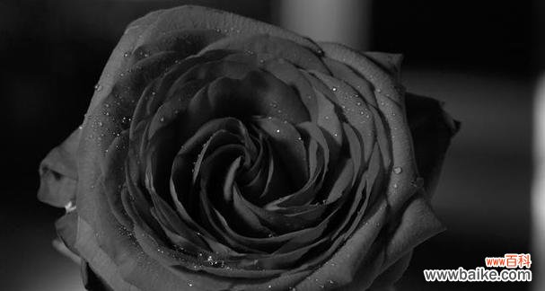 黑色玫瑰代表什么含义?花语解读与送花建议?