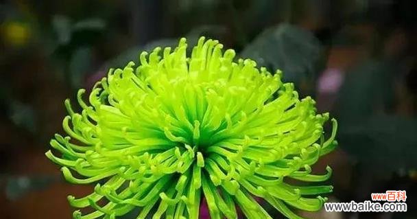 簪绿色的花代表什么含义?簪绿色花语的常见问题解答?