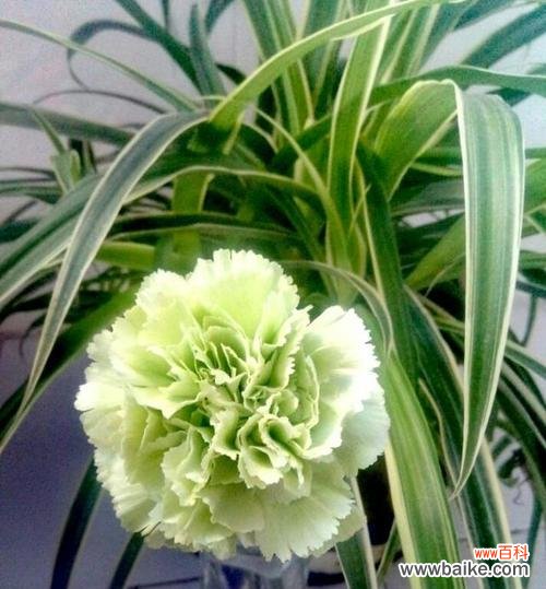 簪绿色的花代表什么含义?簪绿色花语的常见问题解答?