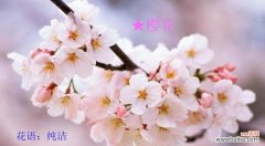 樱花的花语象征着什么？樱花代表的意义有哪些？