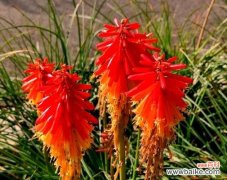 四月底的花象征着什么？它们的含义有哪些？