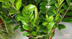 屋内养的花长得特别好寓意着什么？花卉生长旺盛的象征意义是什么？