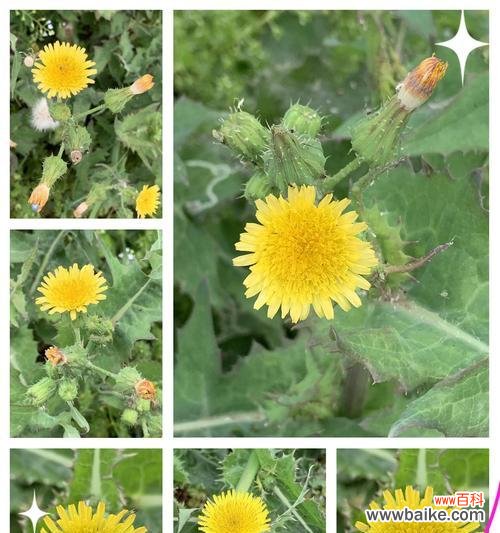 蒲公英的花语是什么意思?蒲公英的寓意有哪些常见问题?