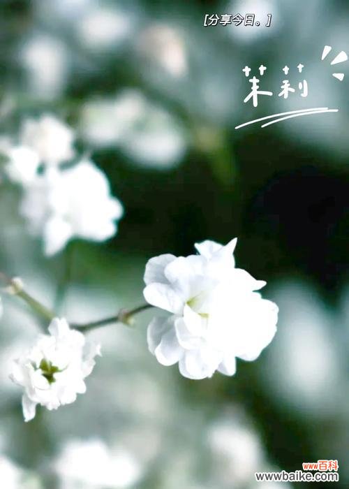 象征大方自信的花是什么花？这种花的花语有哪些含义？