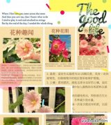 104朵花代表什么含义？花语解读常见问题有哪些？