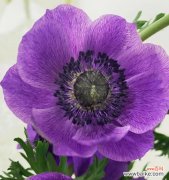 探寻银莲花的花语与寓意 银莲花的花语