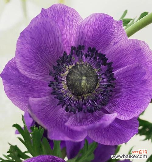 探寻银莲花的花语与寓意 银莲花的花语