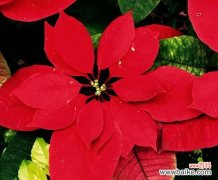 揭开一品红神秘的花语和寓意之谜 一品红