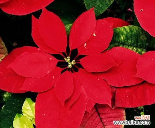 揭开一品红神秘的花语和寓意之谜 一品红