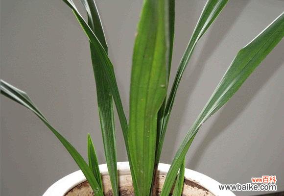 探寻一叶兰在生活中的意义与象征 一叶兰