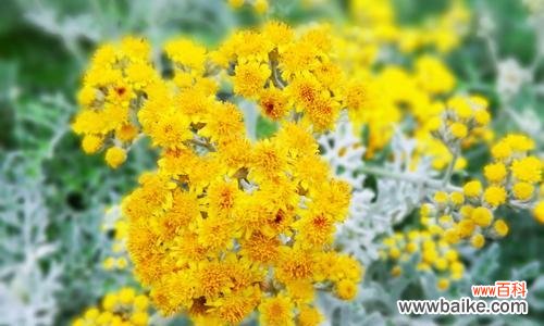 银叶菊花语的涵义及象征意义解析 银叶菊的花语——美丽与纯洁