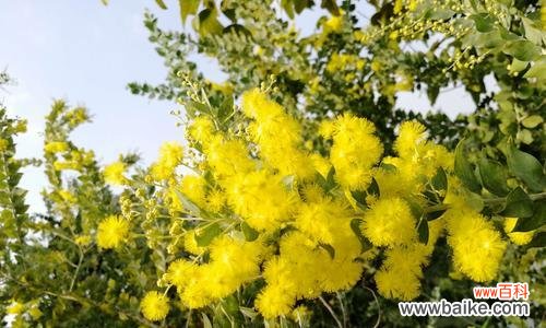 探寻银叶金合欢树的花朵之语 银叶金合欢树花语