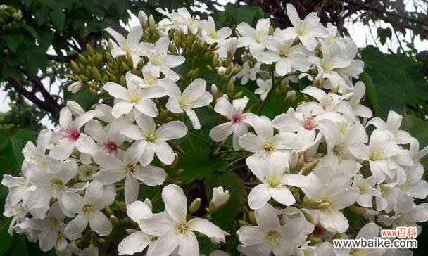 探寻油桐花的花语及其魅力 油桐花之美与花语