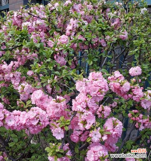 榆叶梅花语的美丽传说及寄托情感 以榆叶梅花语的传承与寓意