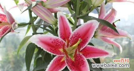 愿赌服输的花语是什么?这种花代表了什么含义?