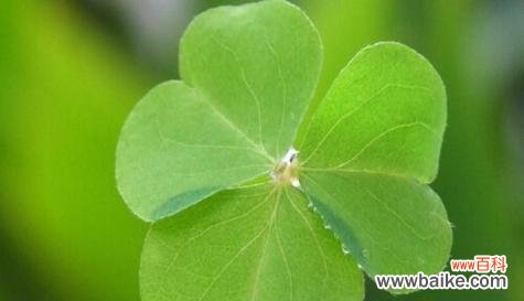 愿赌服输的花语是什么?这种花代表了什么含义?