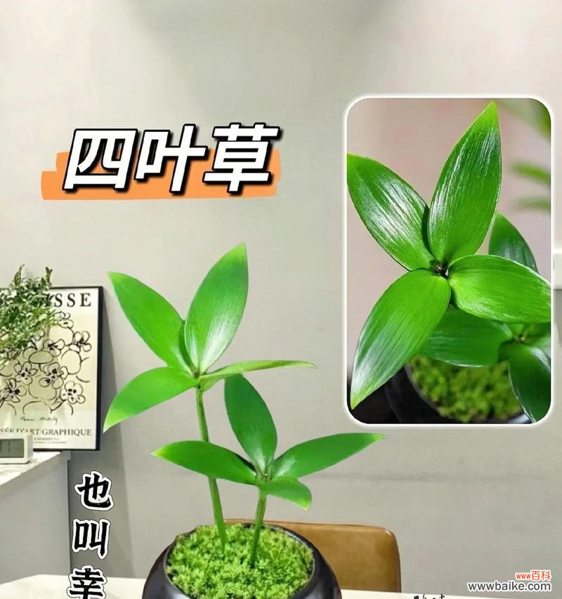 四叶草的花语是什么?如何找到真正的四叶草?