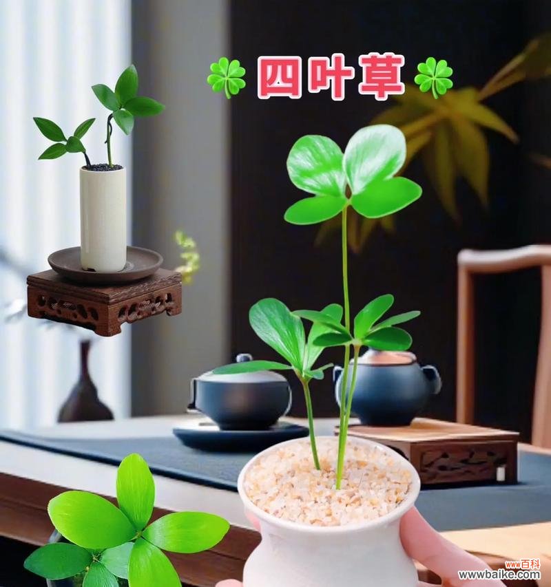 四叶草的花语是什么?如何找到真正的四叶草?