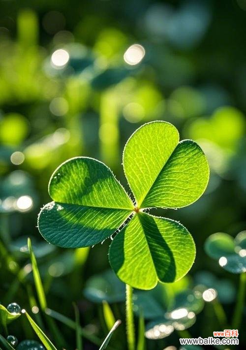 四叶草的花语是什么?如何找到真正的四叶草?