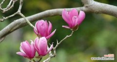 象征清雅脱俗的花是什么花？如何挑选代表纯洁的花卉？