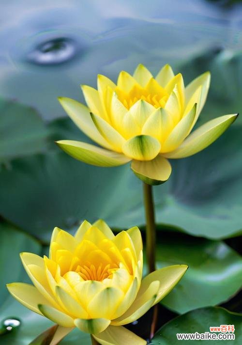 象征清雅脱俗的花是什么花?如何挑选代表纯洁的花卉?