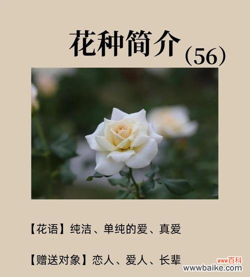白玫瑰的花语是什么？赠送白玫瑰有哪些含义？
