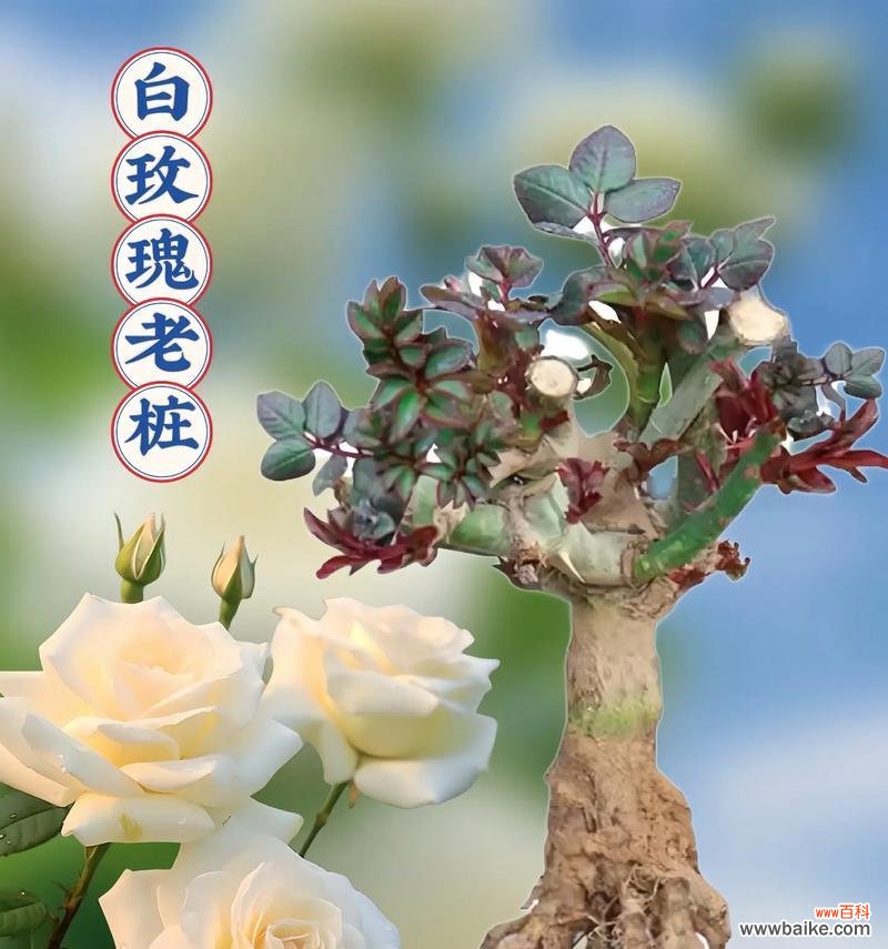 白玫瑰的花语是什么？赠送白玫瑰有哪些含义？