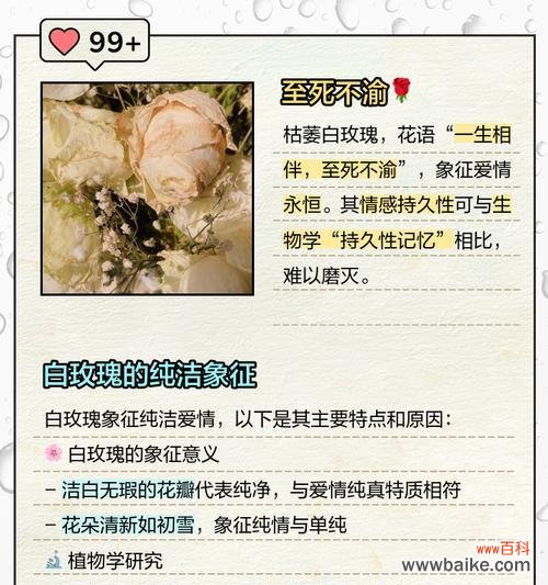 白玫瑰的花语是什么？赠送白玫瑰有哪些含义？