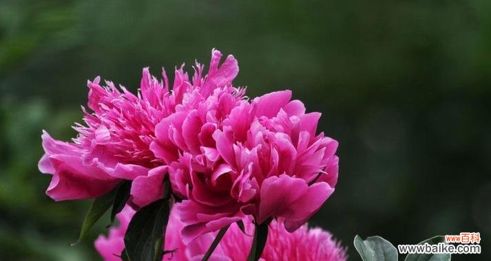 将离花语代表什么含义?如何正确理解将离的花语?