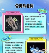 鱿鱼的花语是什么？了解鱿鱼在花语中的含义？