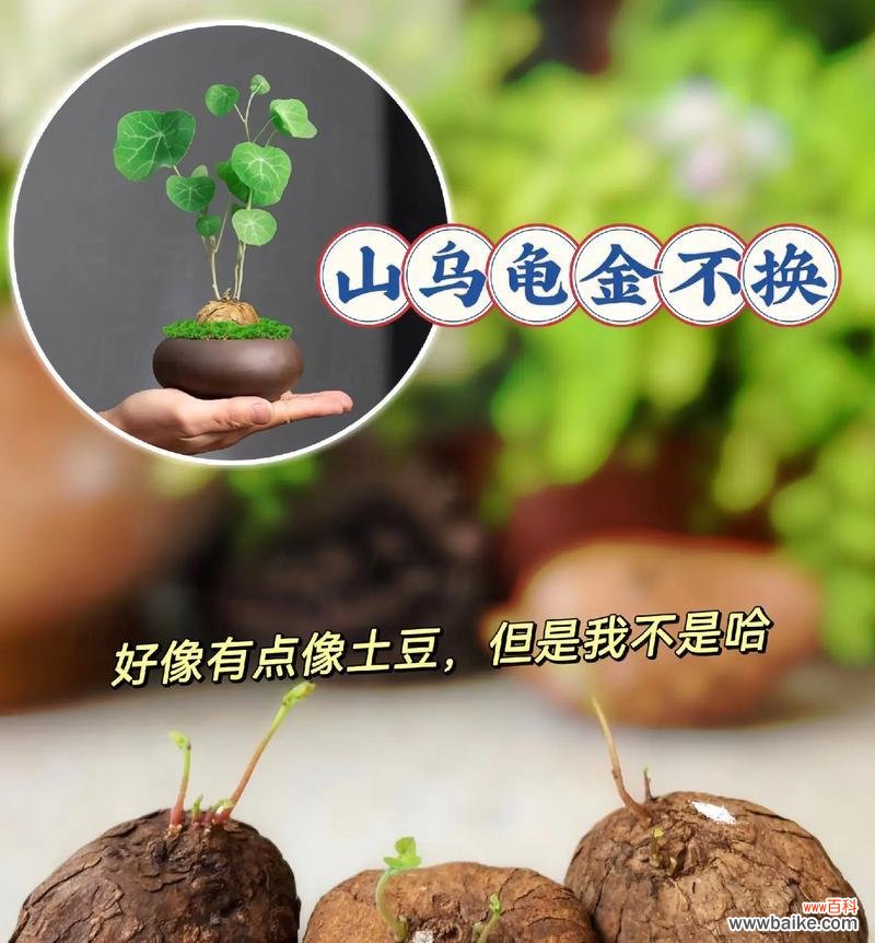 盘花乌龟的寓意象征是什么?盘花乌龟代表了哪些文化意义?