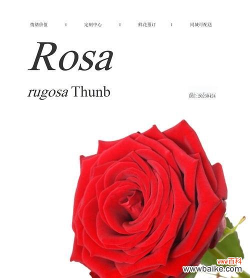 玫瑰花的花语是什么?象征自由的玫瑰花有哪些?