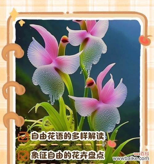 玫瑰花的花语是什么?象征自由的玫瑰花有哪些?