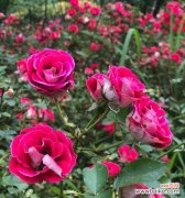 世界美丽花语是什么花？如何解读不同花朵的象征意义？