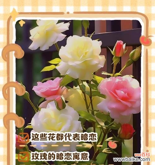 世界美丽花语是什么花？如何解读不同花朵的象征意义？