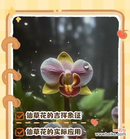 26朵花代表什么含义?花语背后隐藏的秘密是什么?