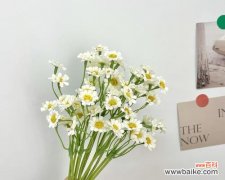 26朵花代表什么含义？花语背后隐藏的秘密是什么？