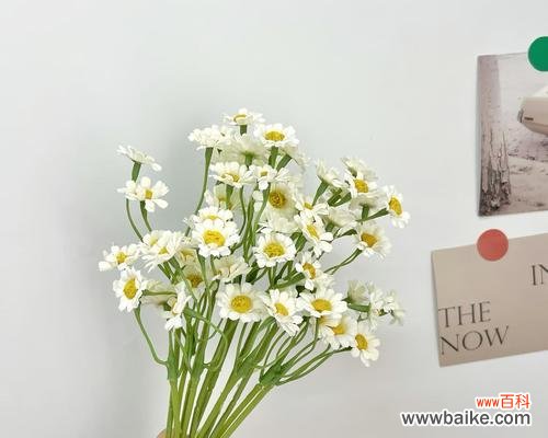 26朵花代表什么含义?花语背后隐藏的秘密是什么?