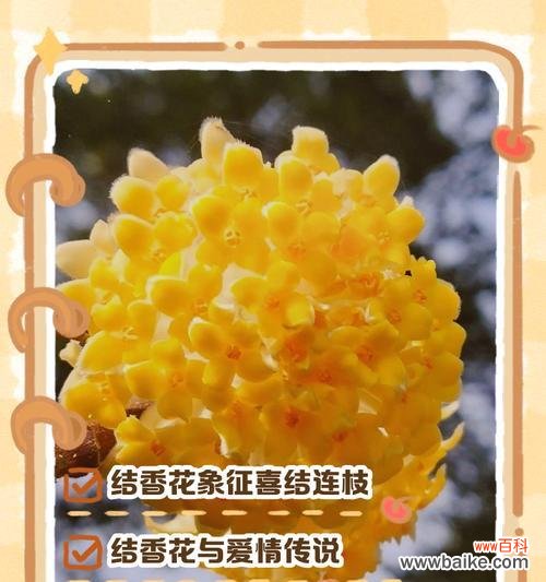 26朵花代表什么含义?花语背后隐藏的秘密是什么?