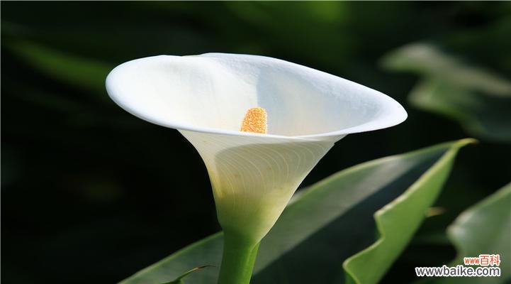 结婚的马蹄花寓意什么？马蹄花在婚礼中的象征意义是什么？