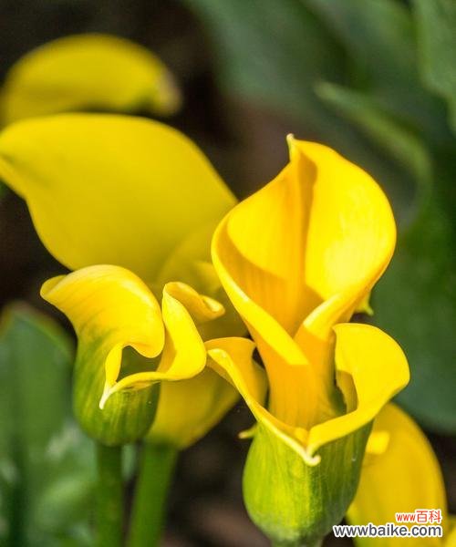 结婚的马蹄花寓意什么？马蹄花在婚礼中的象征意义是什么？