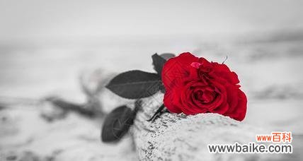 什么花象征着破碎的爱情?破碎爱情的花卉代表有哪些?