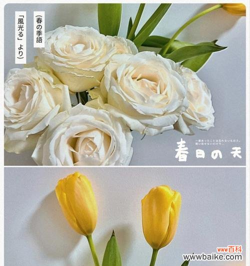 木奶昔的花语是什么？了解木奶昔的象征意义和用途？