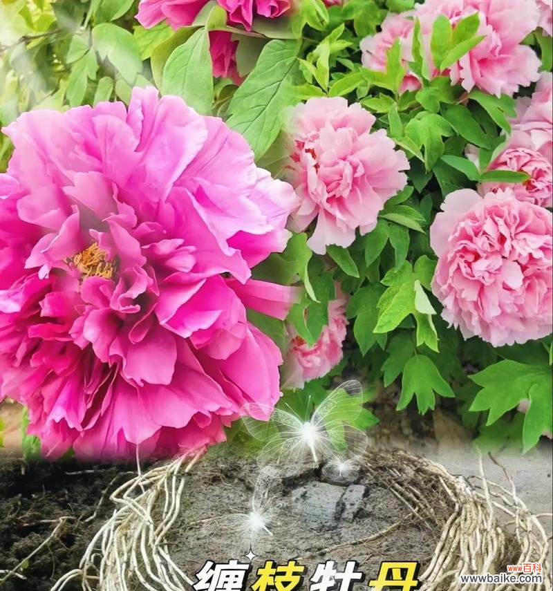 花香花语是什么？各种花卉的含义和用途是什么？