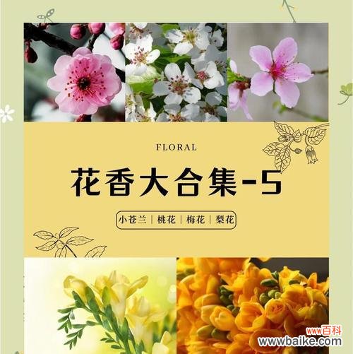 花香花语是什么？各种花卉的含义和用途是什么？
