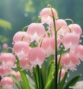 好朋友寓意好的花是什么花？如何选择寓意吉祥的花卉？