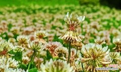 探索生命中的不平凡之处 平凡植物的力量