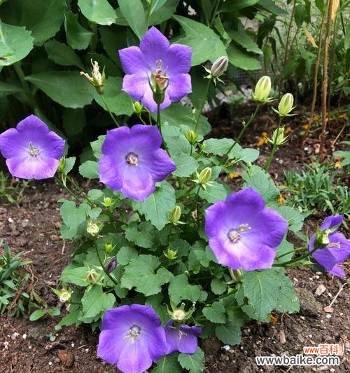 探索生命中的不平凡之处 平凡植物的力量