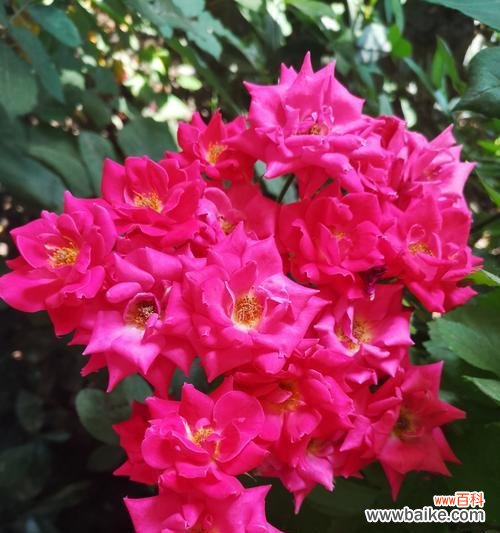 探索生命中的不平凡之处 平凡植物的力量