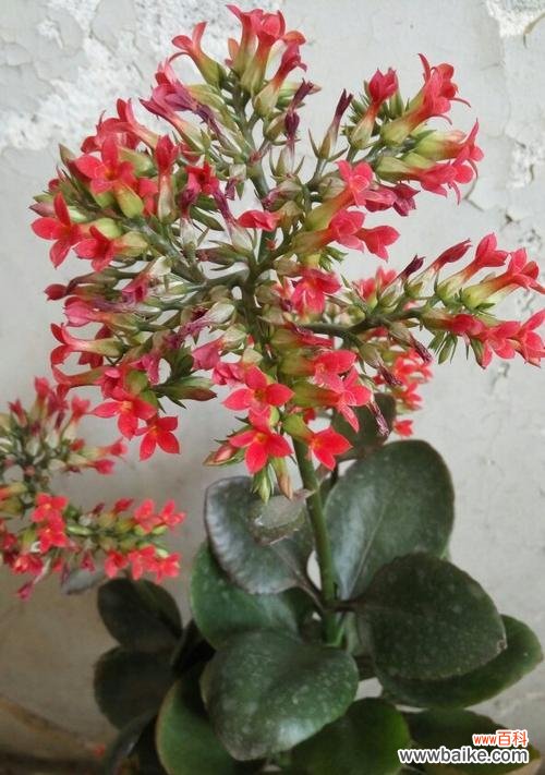 传递吉祥和宁静的绿色使者 以象征平安的植物